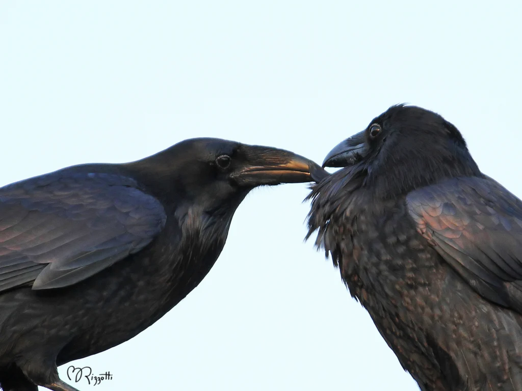 Common Ravens. Photo by Betty Rizzotti.