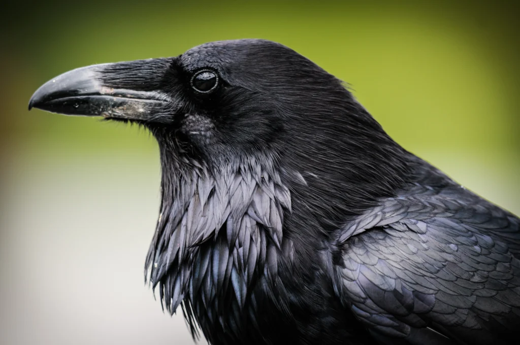 Common Raven. Photo by BGSmith, Shutterstock.