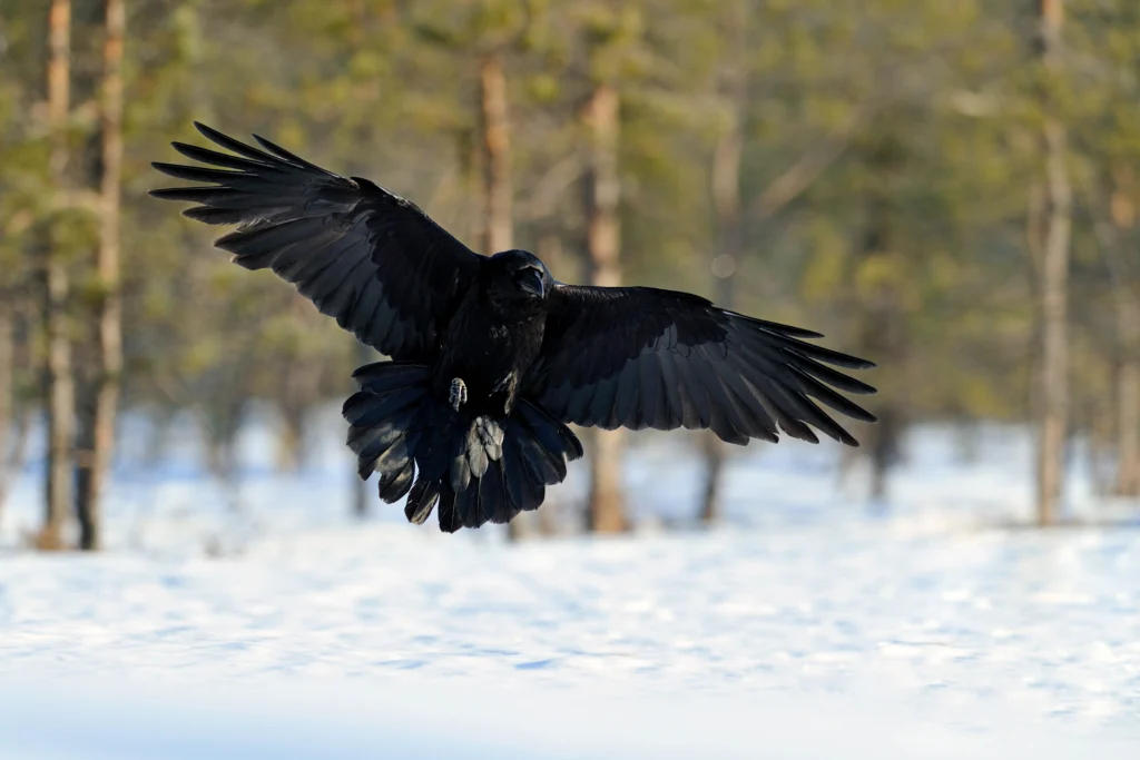 Common Raven. Photo by Erik Mandre, Shutterstock.