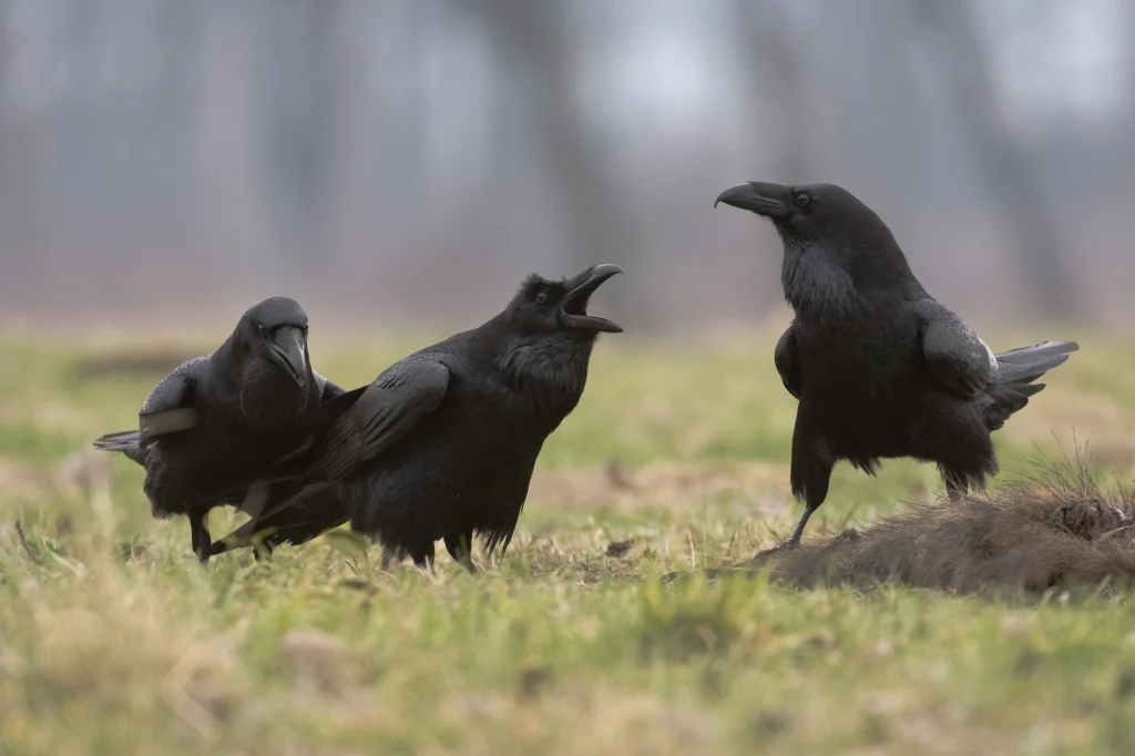 Common Ravens. Photo by KOO, Shutterstock.