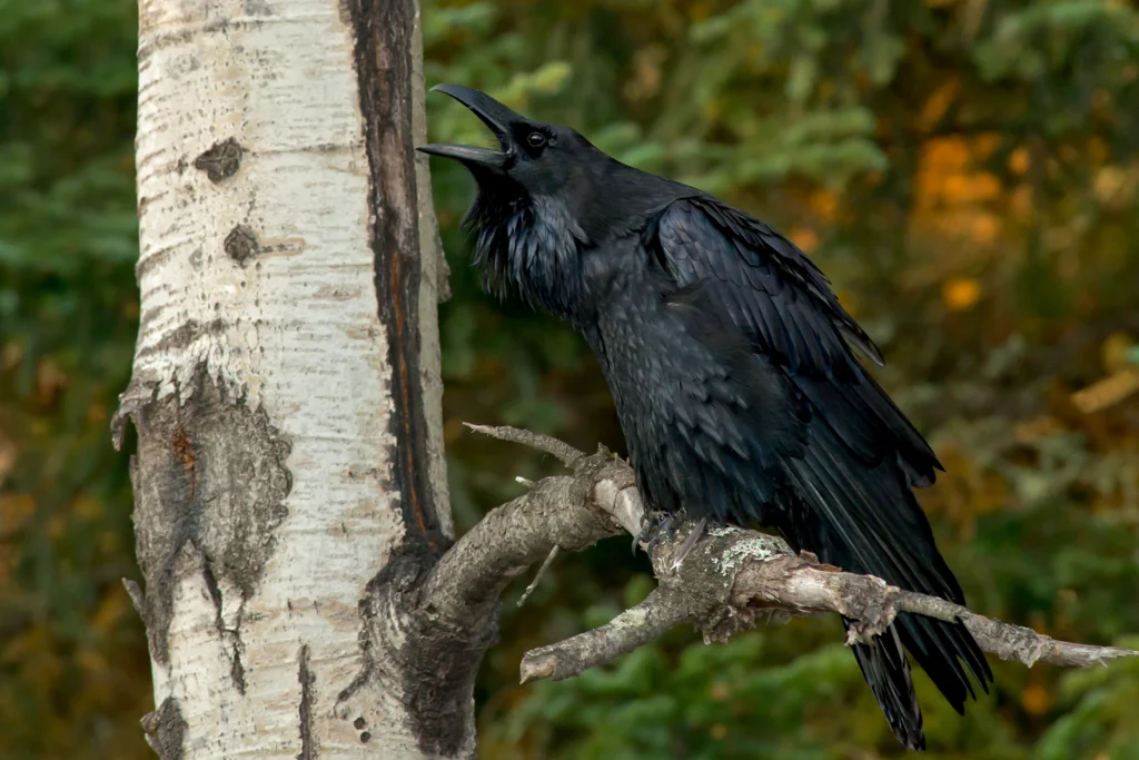 Common Raven. Photo by PaulReevesPhotography, Shutterstock.