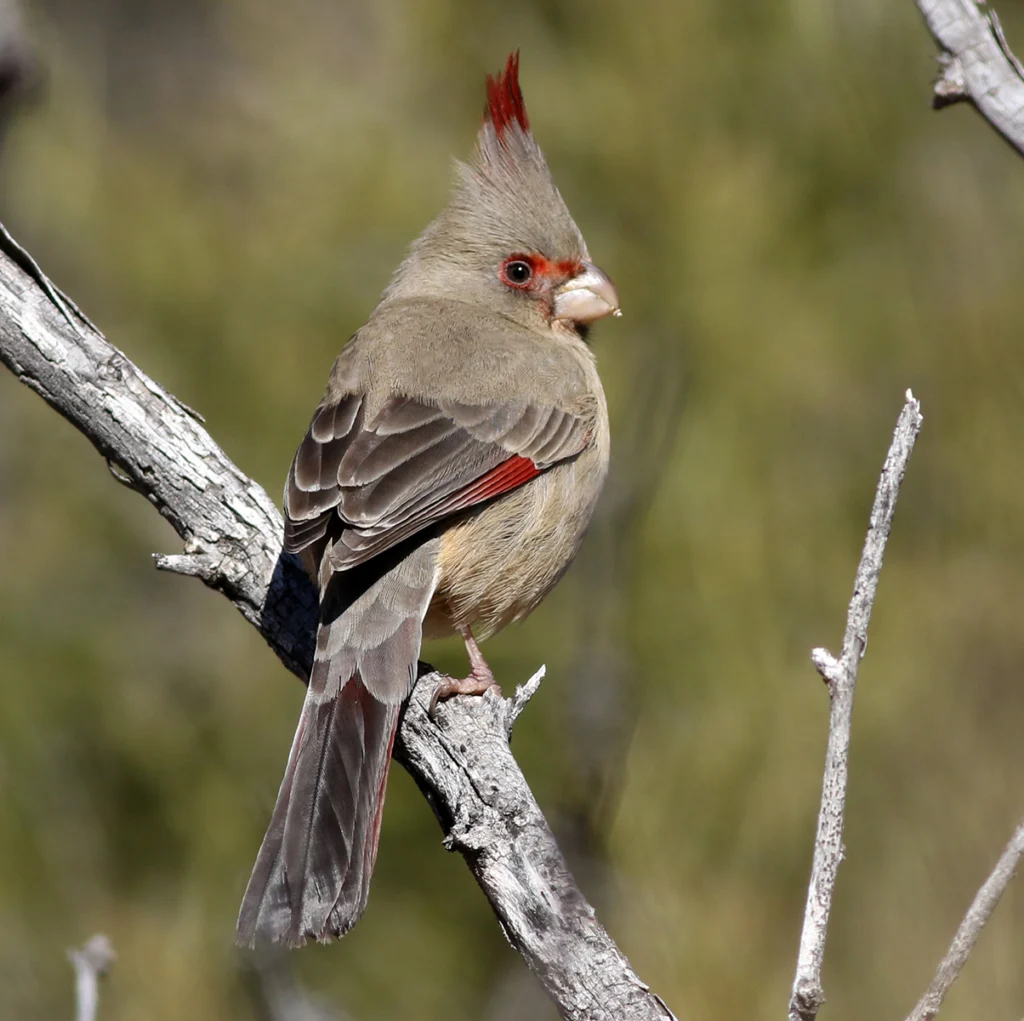 Female Pyrrhuloxia. Photo by Michael J. Parr.