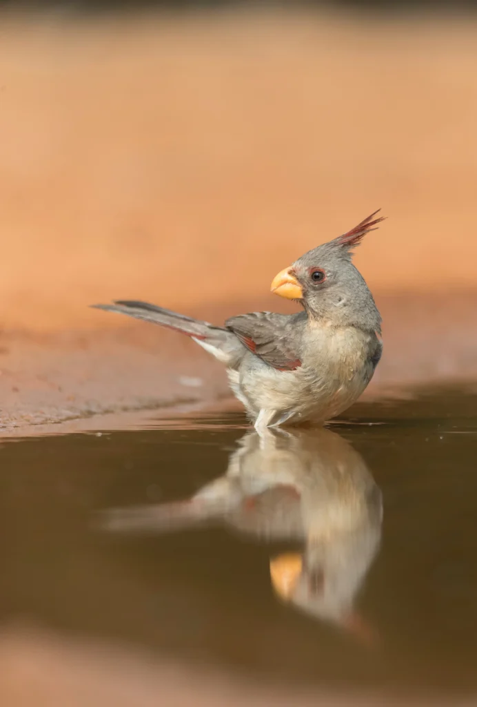 Female Pyrrhuloxia. Photo by Dennis W Donohue, Shutterstock.