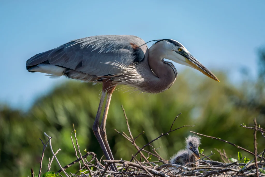 Great Blue Heron at nest with chick. Photo by Esposito Photography, Shutterstock.