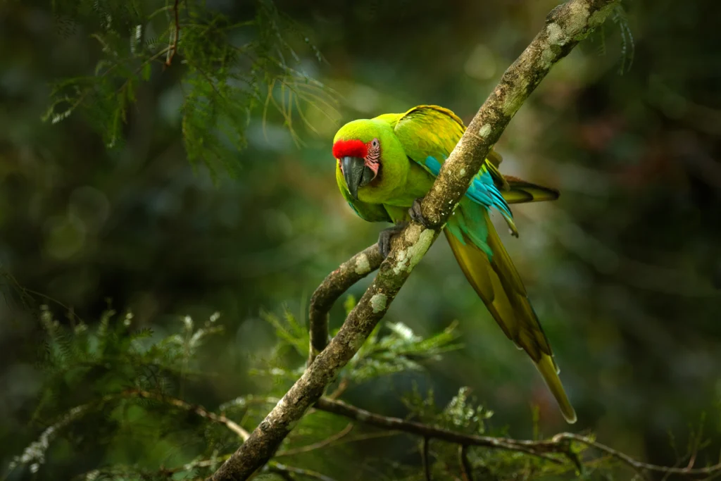 A Great Green Macaw perches on a branch.