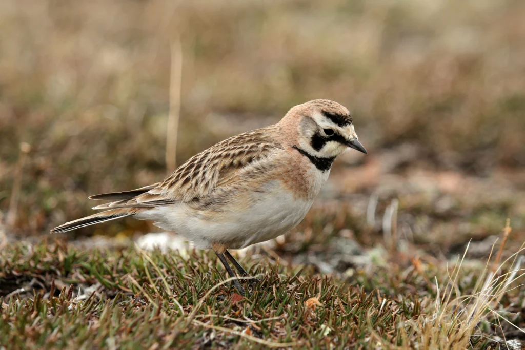 Horned Lark. Photo by Sophia Granchinho, Shutterstock.