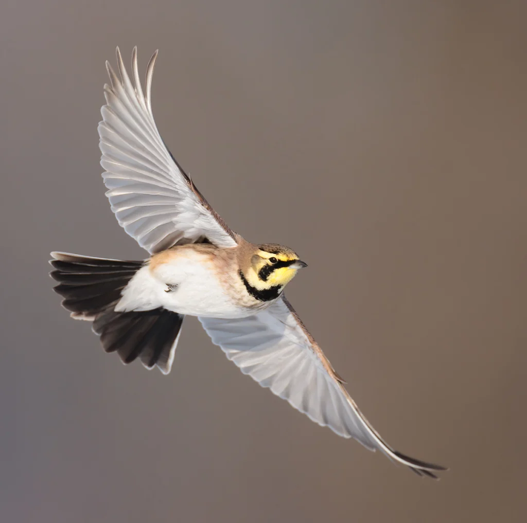 Horned Lark in flight. Photo by Ryan Sanderson, Macaulay Library at the Cornell Lab of Ornithology.