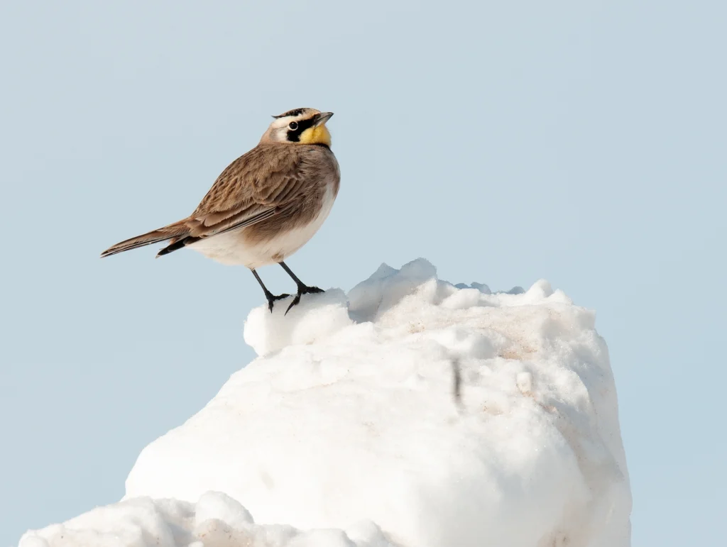 Horned Lark. Photo by Nancy Bauer, Shutterstock.