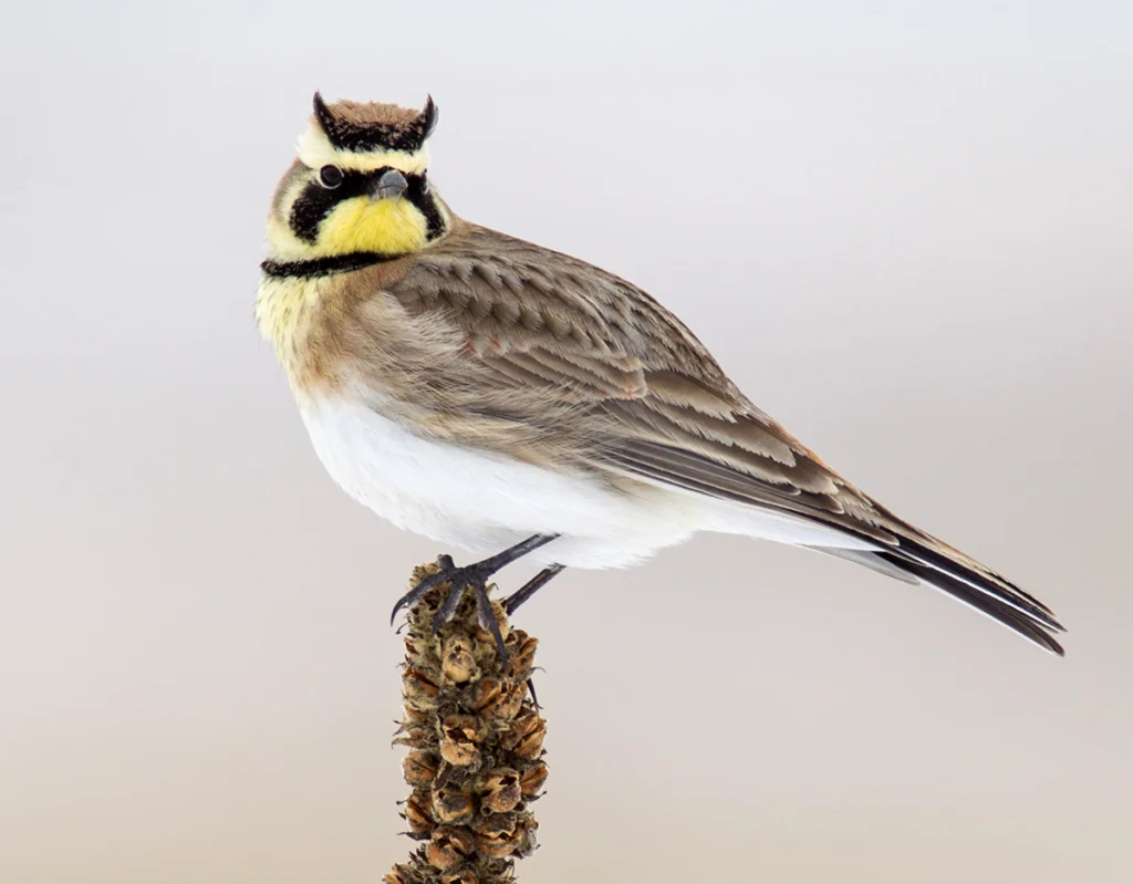 Horned Lark. Photo by Double Brow Imagery, Shutterstock.