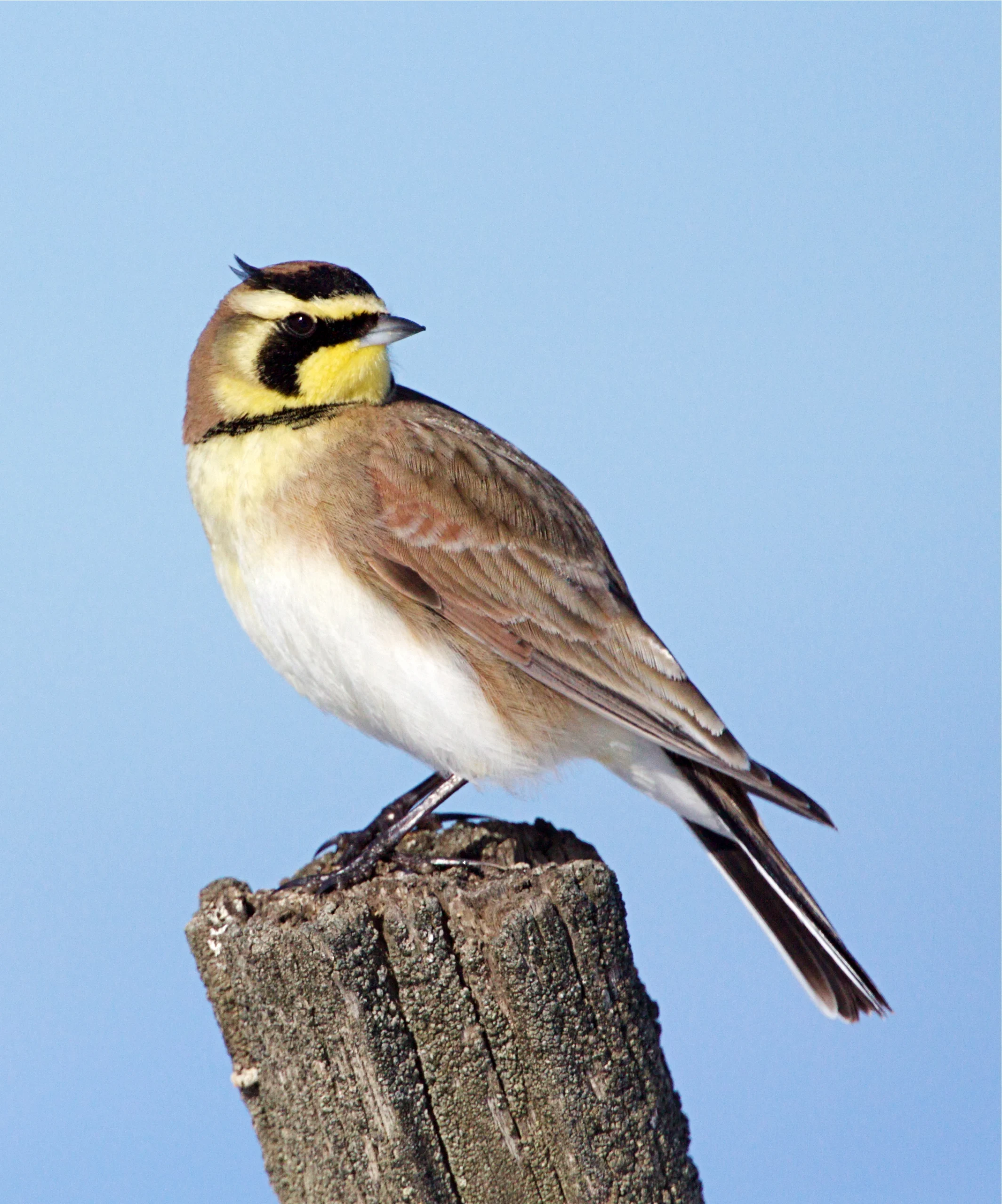 Horned Lark. Photo by Tom Reichner, Shutterstock.