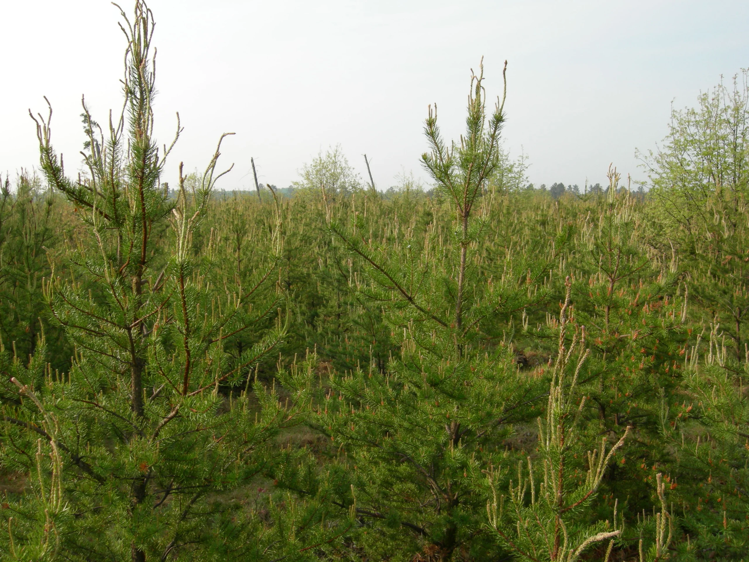 Jack Pine in Michigan