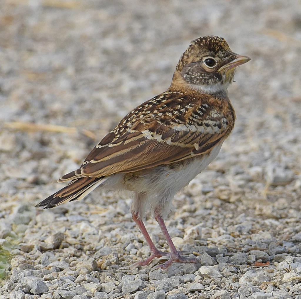 Juvenile Horned Lark. Photo by Brian Hicks, Macaulay Library at the Cornell Lab of Ornithology.
