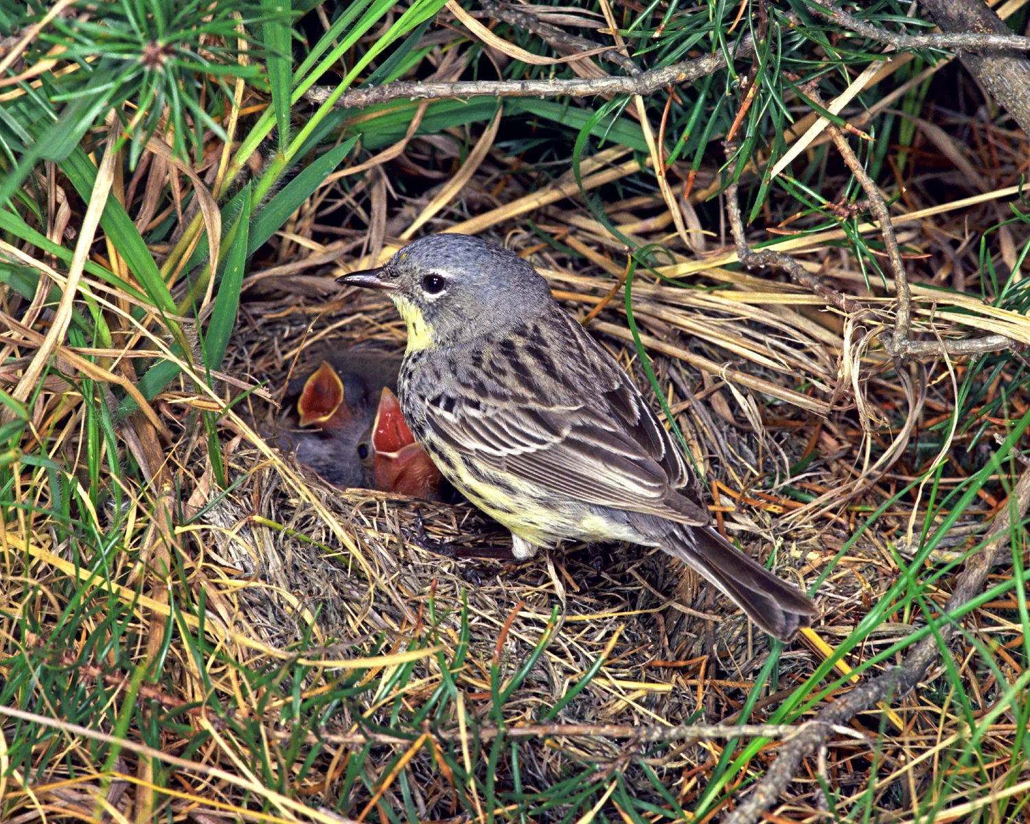 Kirtland's Warbler at nest with chicks. Photo by Ron Austing.