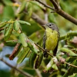 Kirtland's Warbler female. Photo by Sarah Bodbyl.