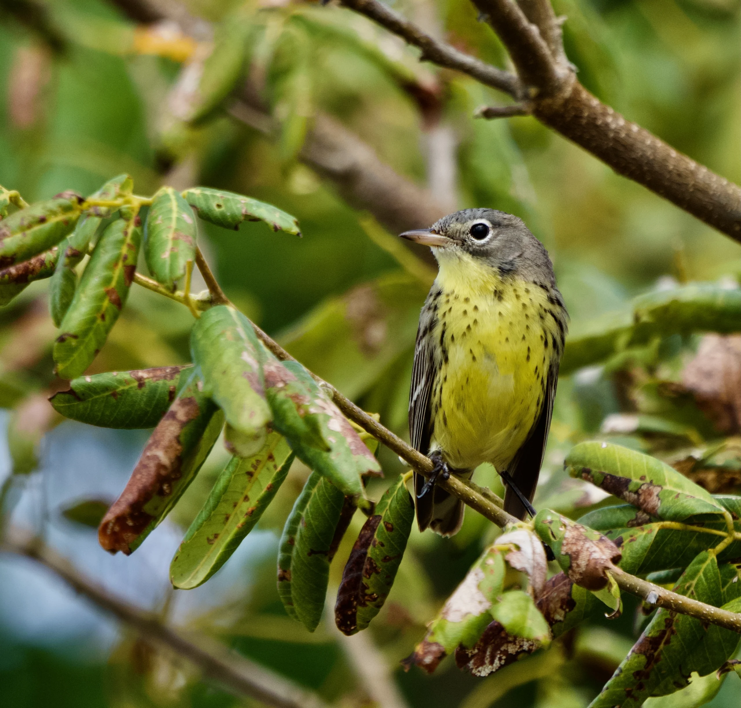 Kirtland's Warbler female. Photo by Sarah Bodbyl.