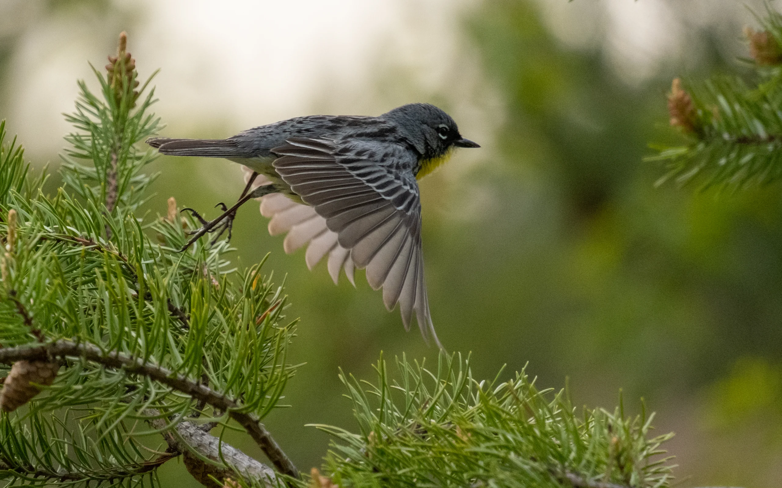 Kirtland's Warbler. Photo by Nathan Cooper.