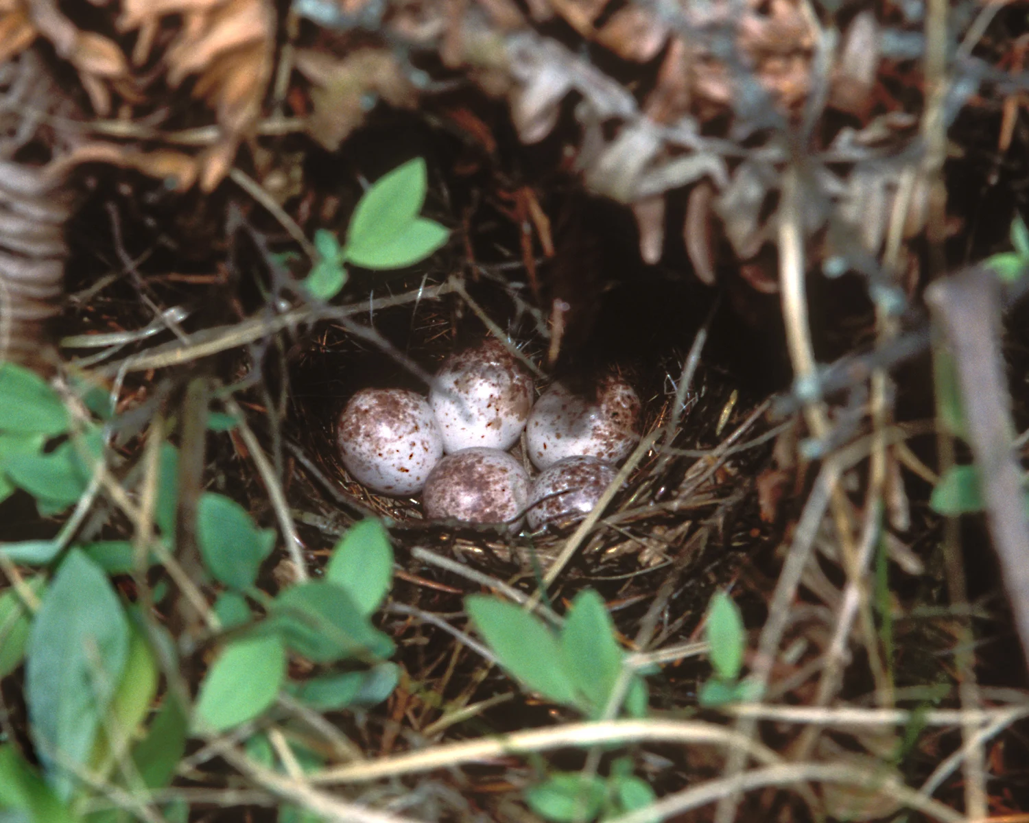 Kirtland's Warbler nest and eggs. Photo by Ron Austing.