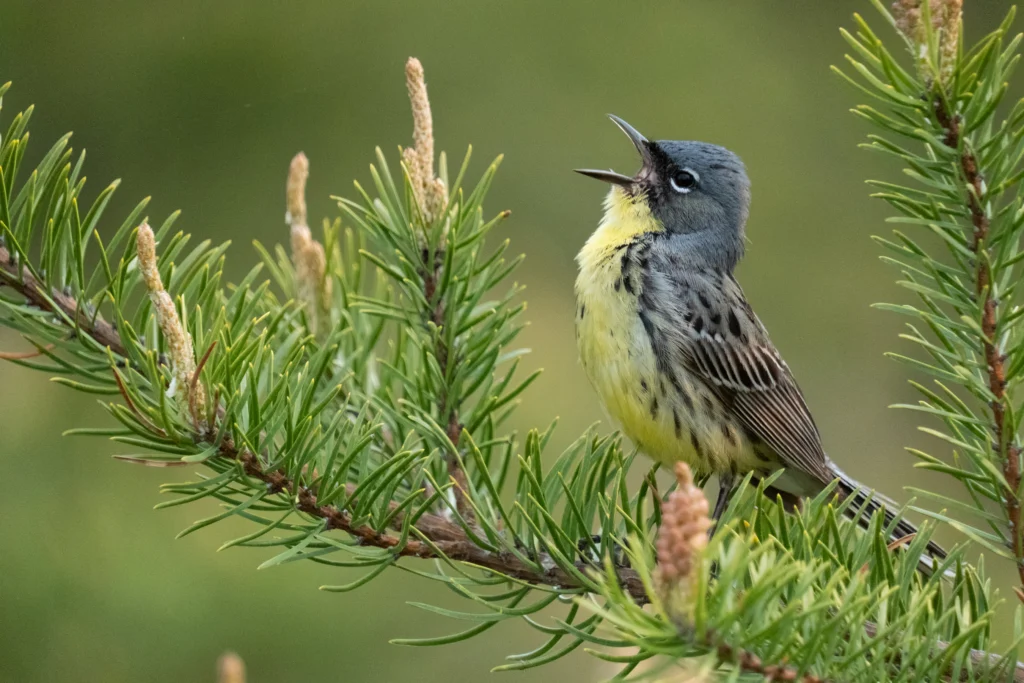 Kirtland's Warbler. Photo by Nathan Cooper.