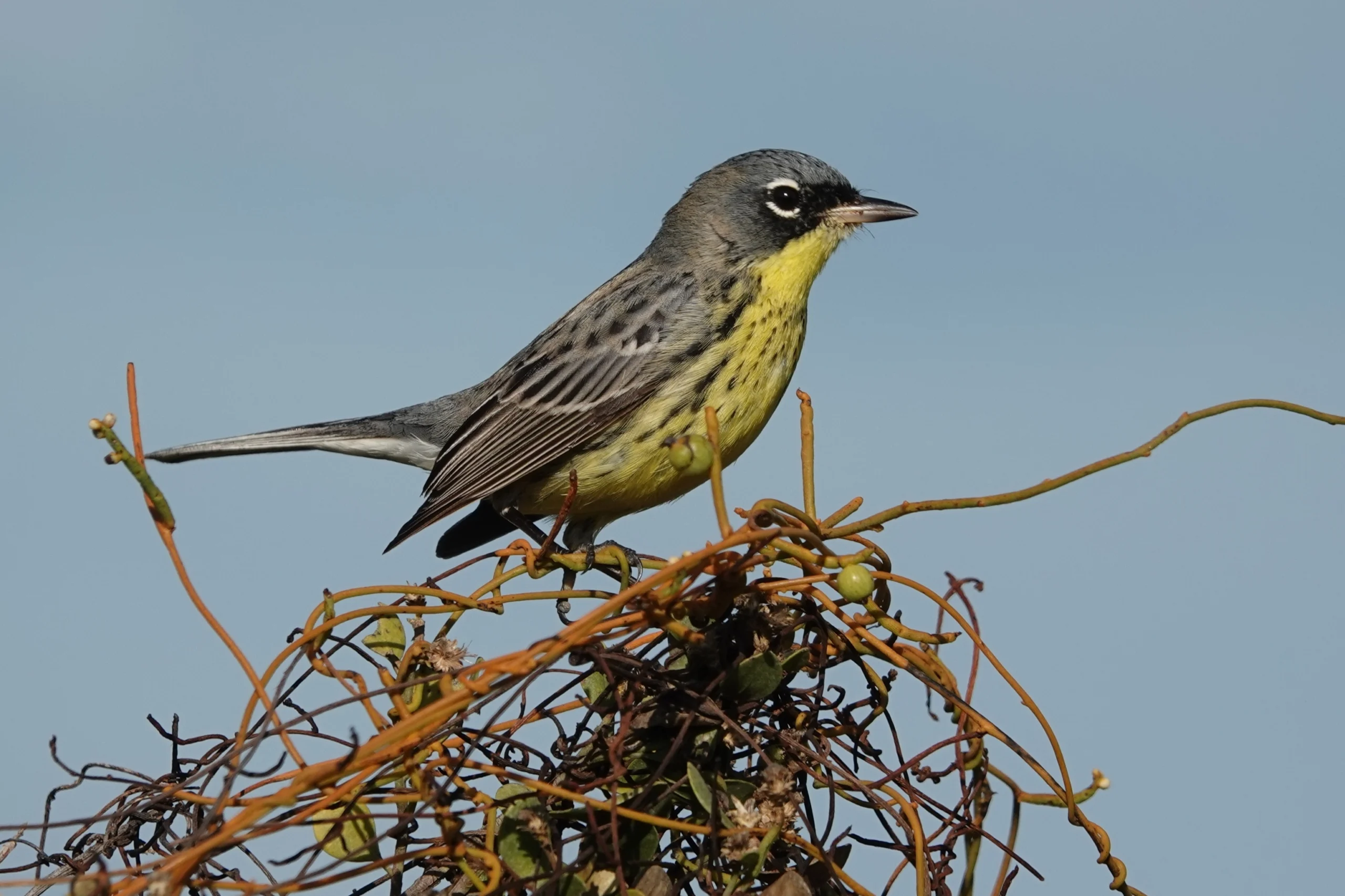 Kirtland's Warbler. Photo by George Wallace.