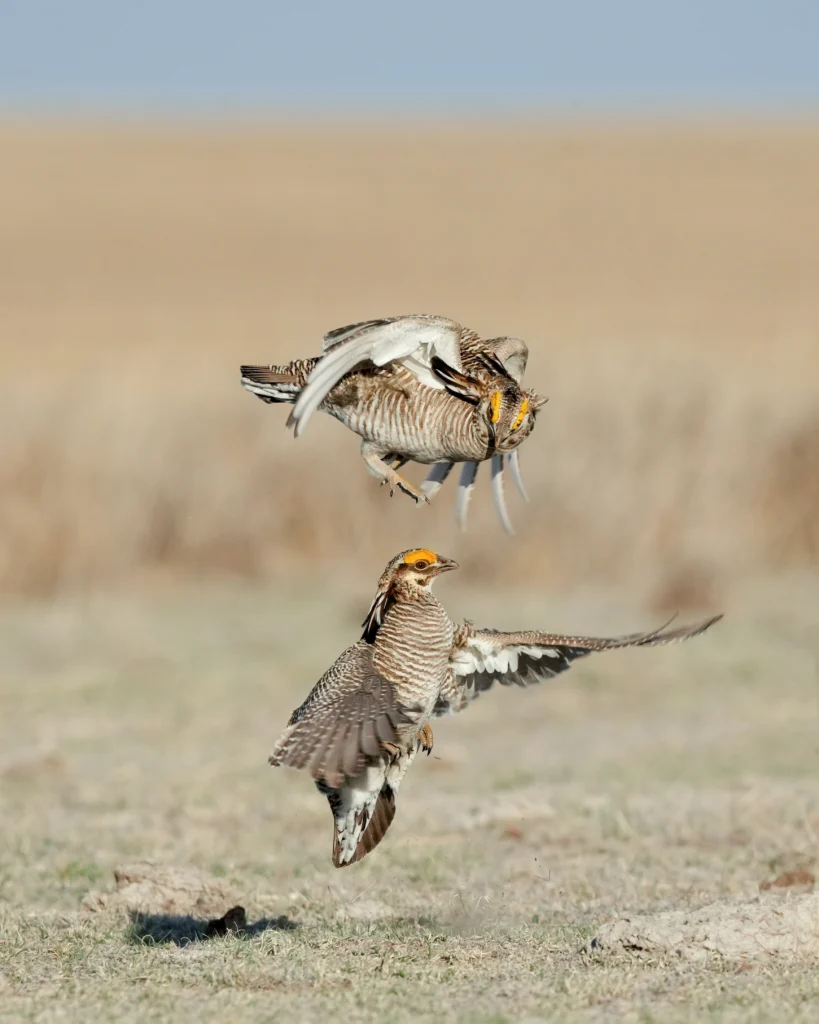Lesser Prairie-Chicken males sparring. Photo by Brent Barnes, Shutterstock.
