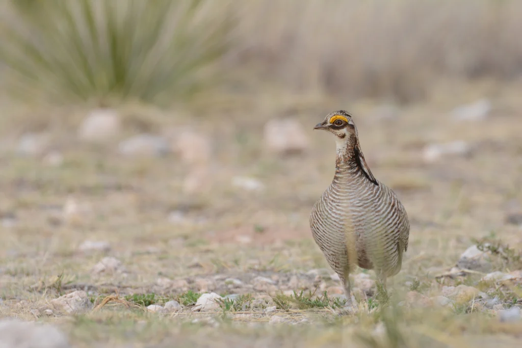 Lesser Prairie-Chicken. Photo by Carrie Olson, Shutterstock.