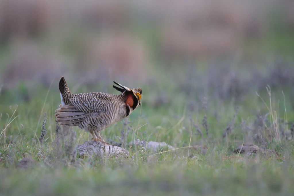 Lesser Prairie-Chicken. Photo by Danita Delimont, Shutterstock.