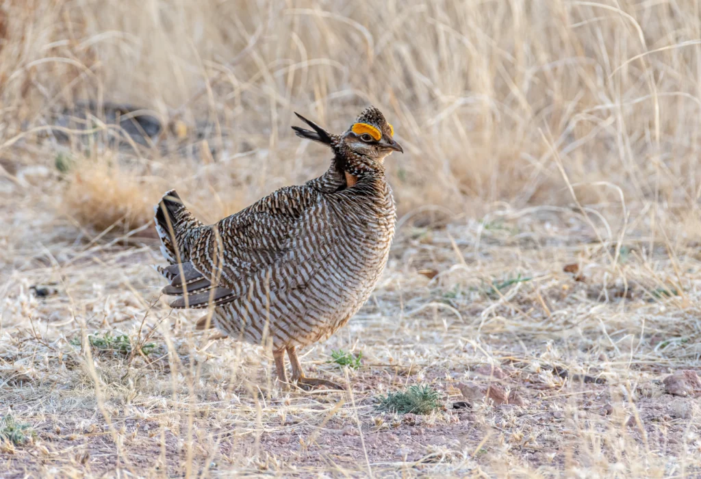 Lesser Prairie-Chicken. Photo by Gerald A. DeBoer, Shutterstock.