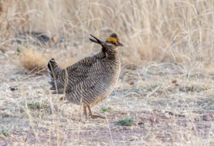 Lesser Prairie-Chicken. Photo by Gerald A. DeBoer, Shutterstock.