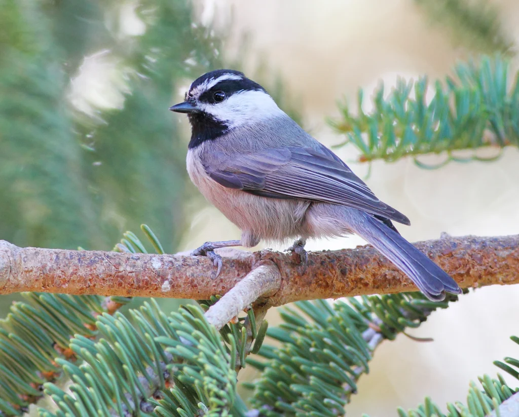 Mountain Chickadee. Photo by Greg Homel, Natural Elements Productions.