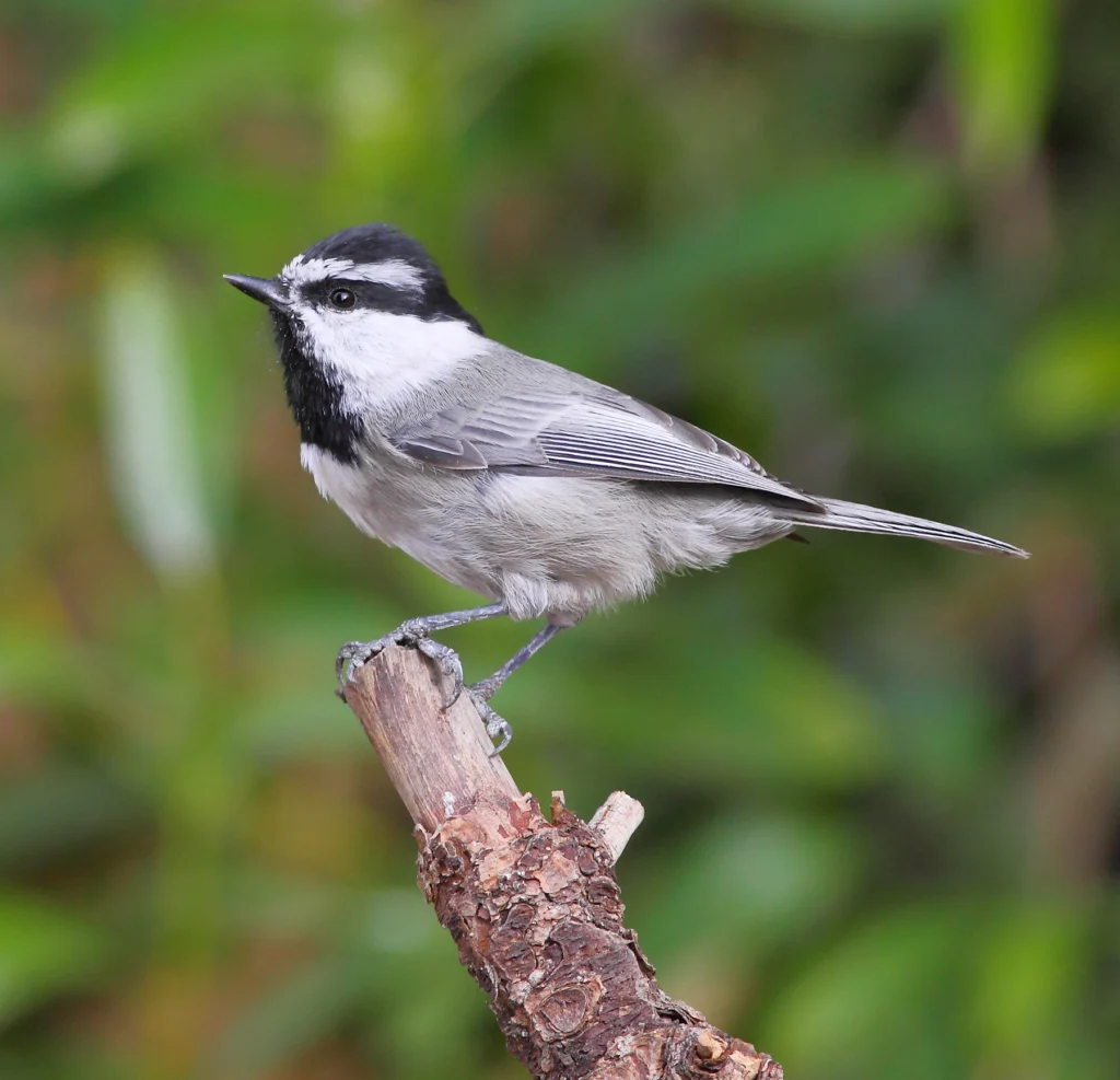 Mountain Chickadee. Photo by Greg Homel, Natural Elements Productions.