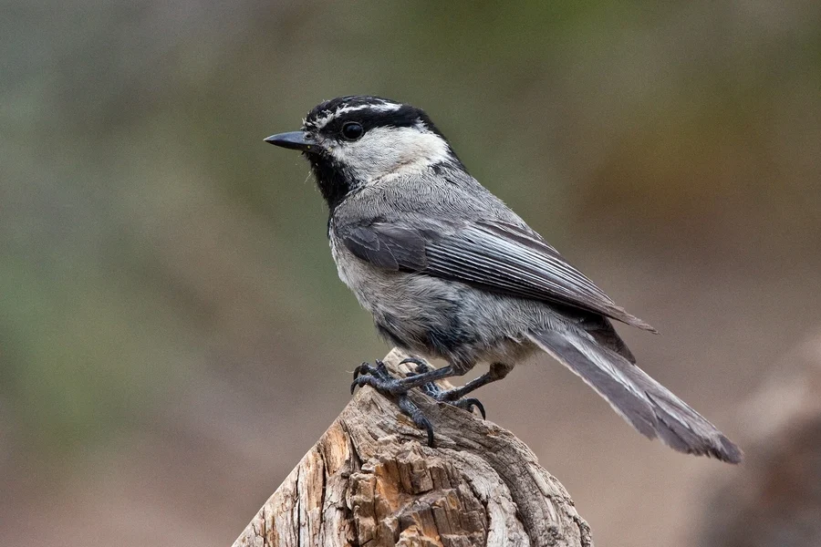 Mountain Chickadee. Photo by Alan Wilson.