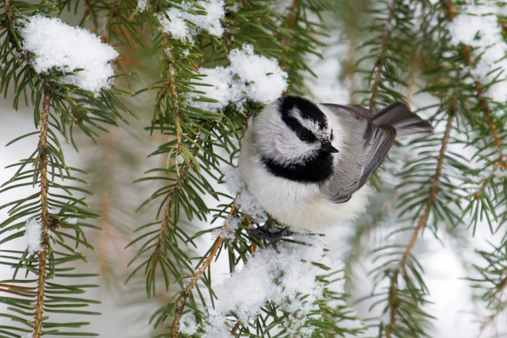 Mountain Chickadee. Photo by Danita Delmont, Shutterstock.