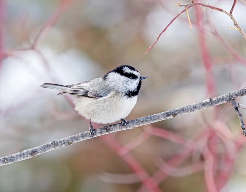 Mountain Chickadee. Photo by Ian Maton, Shutterstock.