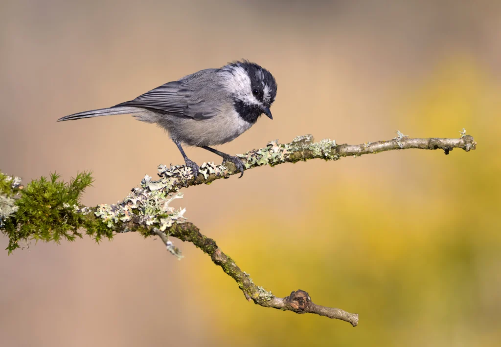 Mountain Chickadee. Photo by Tim Zurowski, Shutterstock.