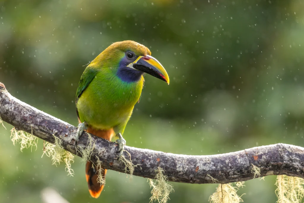 Northern Emerald-Toucanet. Photo by Serge Goujon, Shutterstock.