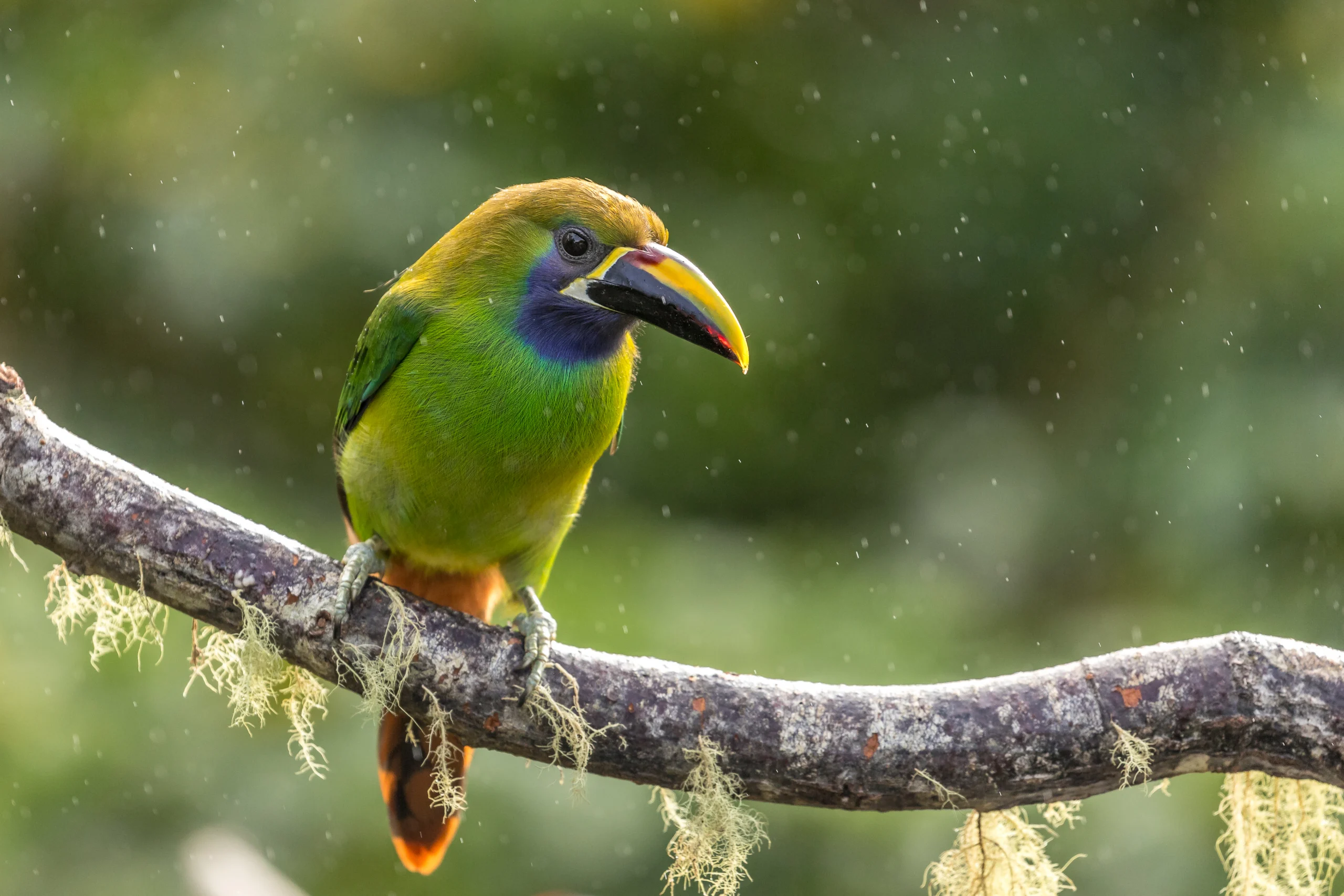 Northern Emerald-Toucanet. Photo by Serge Goujon, Shutterstock.