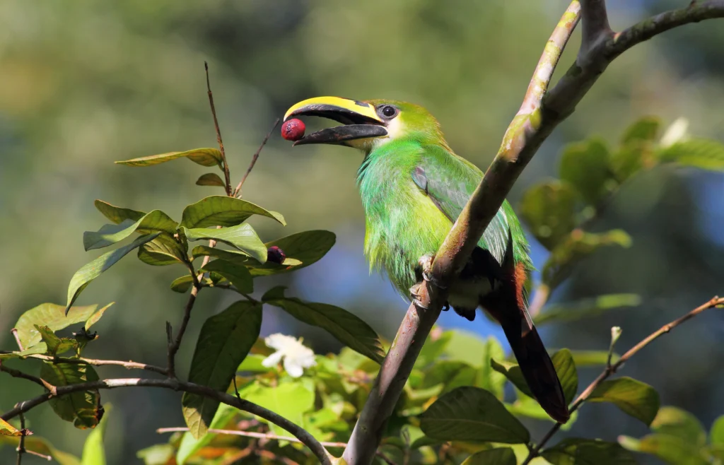 Northern Emerald-Toucanet. Photo by Greg Homel, Natural Elements Photography.