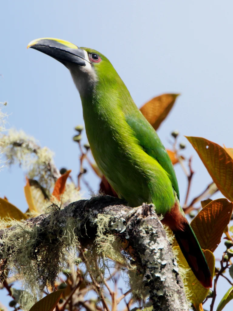 Northern Emerald-Toucanet. Photo by Larry Thompson.
