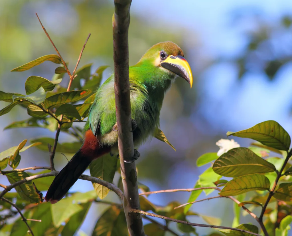 Northern Emerald-Toucanet. Photo by Greg Homel, Natural Elements Photography.