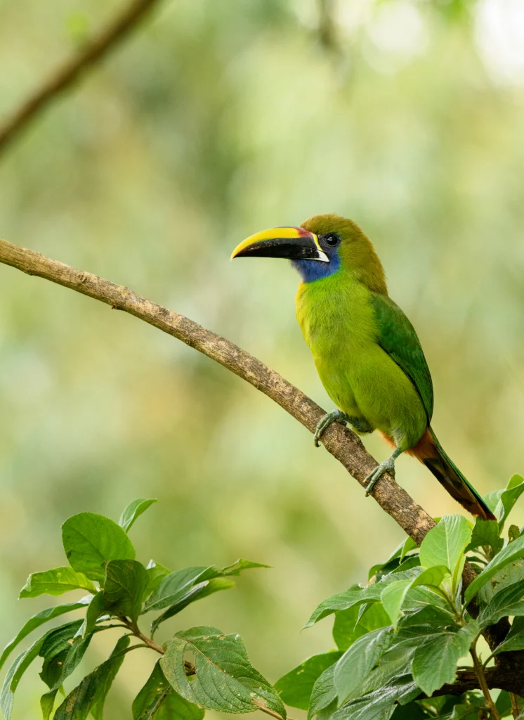 Northern Emerald-Toucanet. Photo by NaturesMomentsuk, Shutterstock.