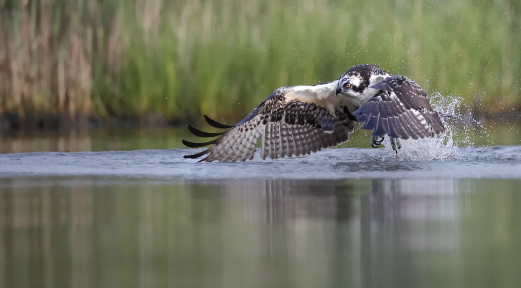 Osprey taking flight. Photo by Joshua Galicki.