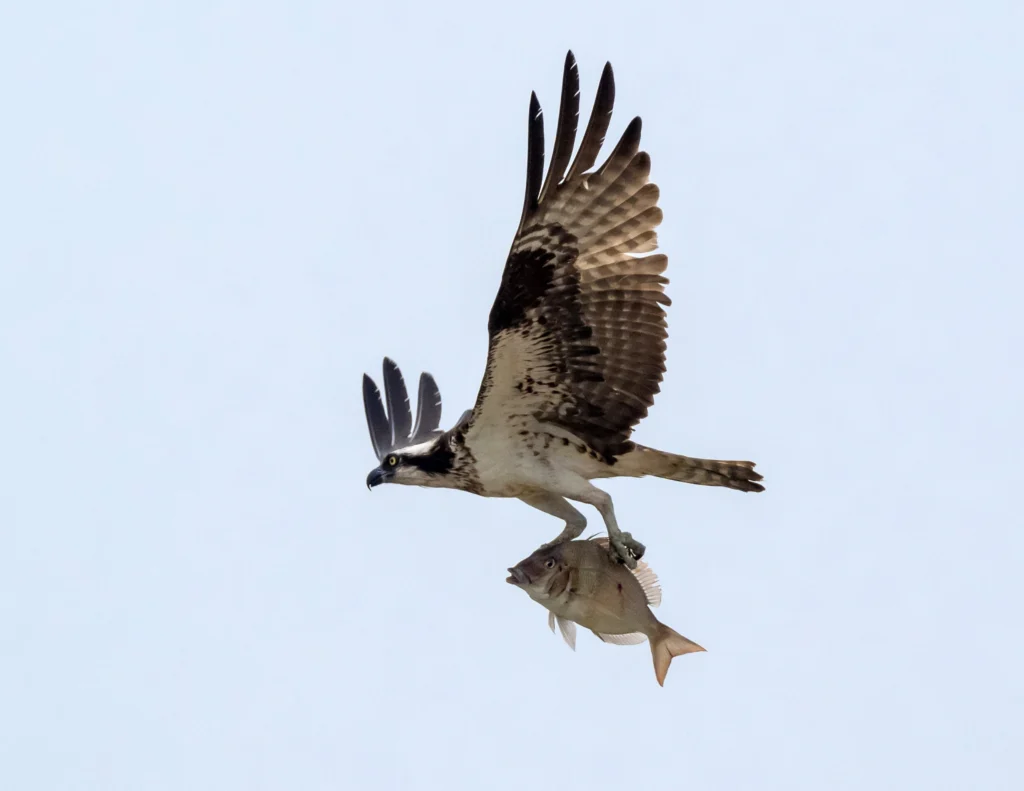 Osprey with fish. Photo by Christopher Unsworth, Shutterstock.