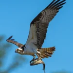 Osprey with fish. Photo by Krumpelman, Shutterstock.