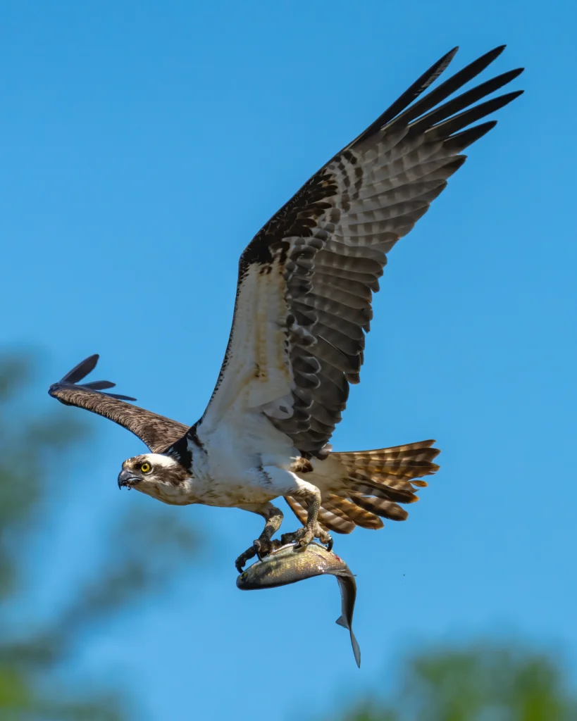 Osprey with fish. Photo by Krumpelman, Shutterstock.