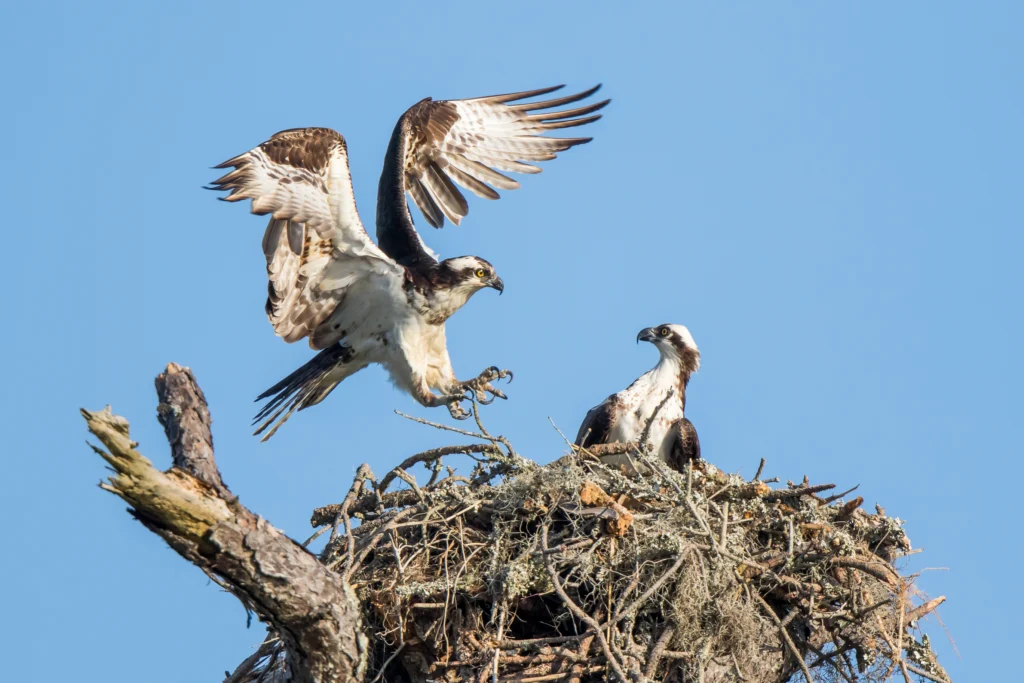 Osprey at nest. Photo by DMS Foto, Shutterstock.