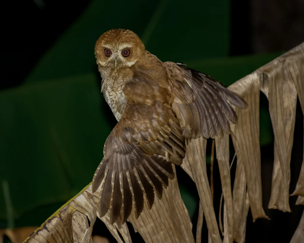 Puerto Rican Owl. Photo by Ricardo Sanchez.