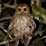 Puerto Rican Owl. Photo by Ricardo Sanchez.