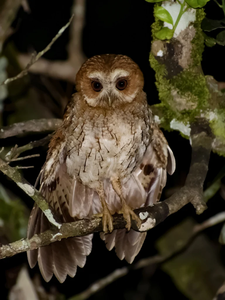Puerto Rican Owl. Photo by Ricardo Sanchez.