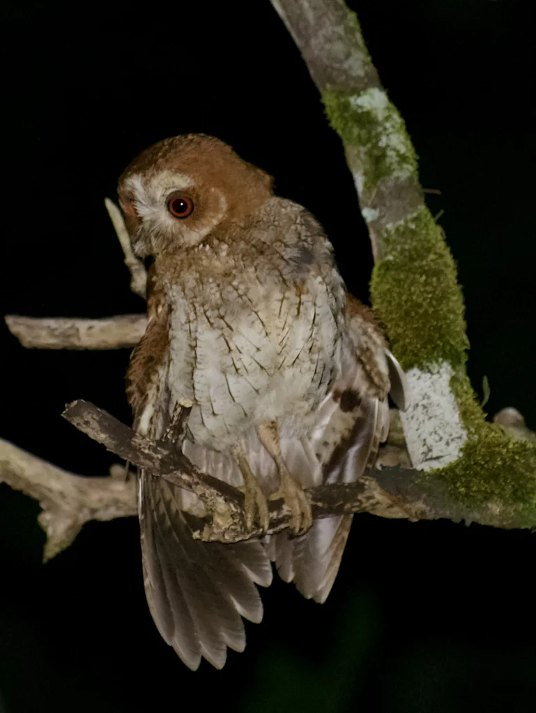 Puerto Rican Owl. Photo by Ricardo Sanchez.