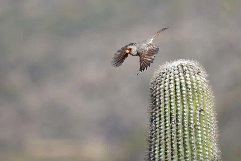 Pyrrhuloxia. Photo by Mick Thompson.